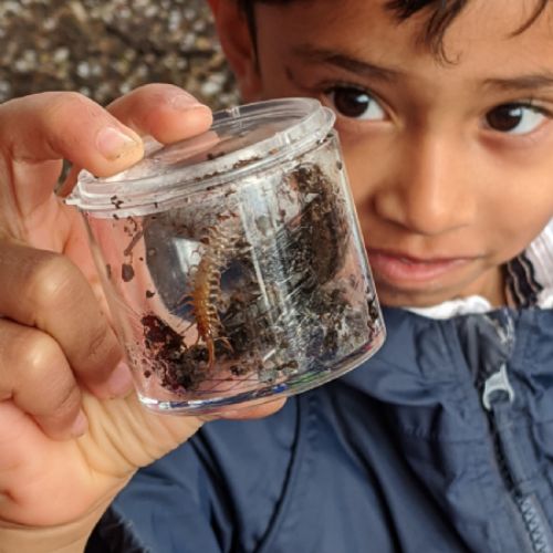 Minibeast hunting  with Butterfly Class