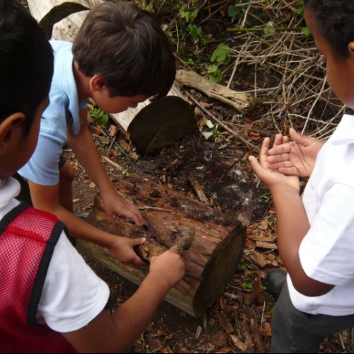 Going on a bug hunt!