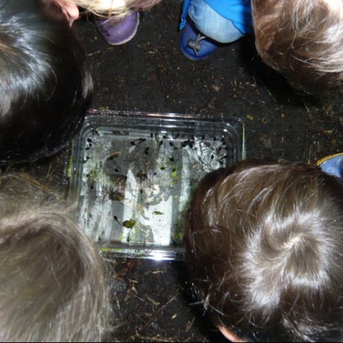 Watching the tadpoles