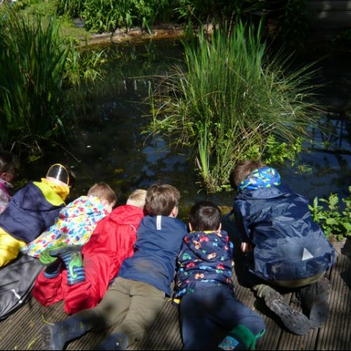 Close observation of the tadpoles in the pond