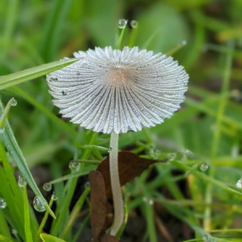 We found this wonderful pleated ink cap mushroom