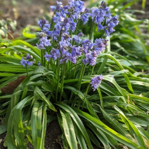Our beautiful forest school bluebells